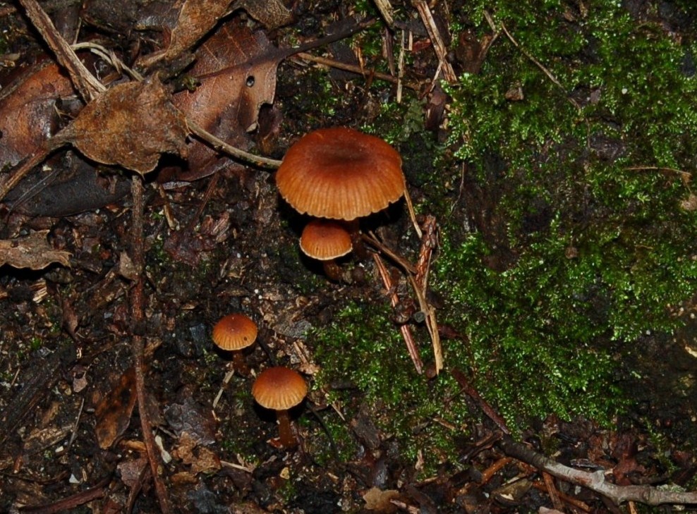 Funghi dell''11 gennaio.